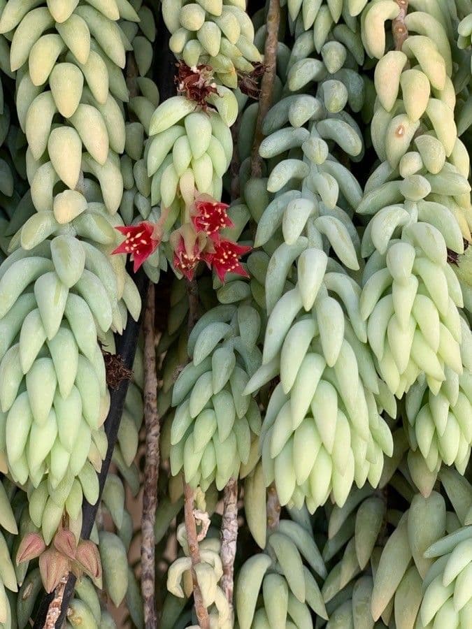 Borracina 3