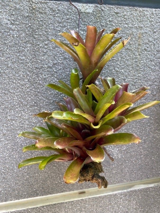 Vriesea eliconioide 13