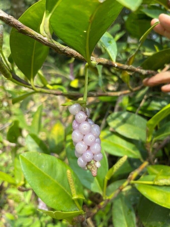 Antúria 4