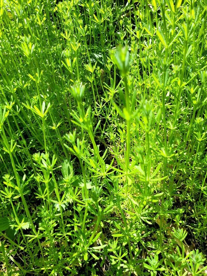 Corn-cleavers 18