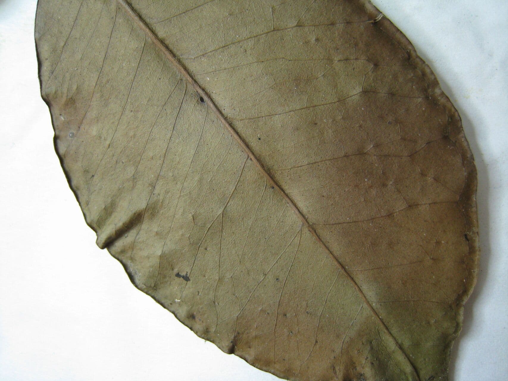Eugenia 14
