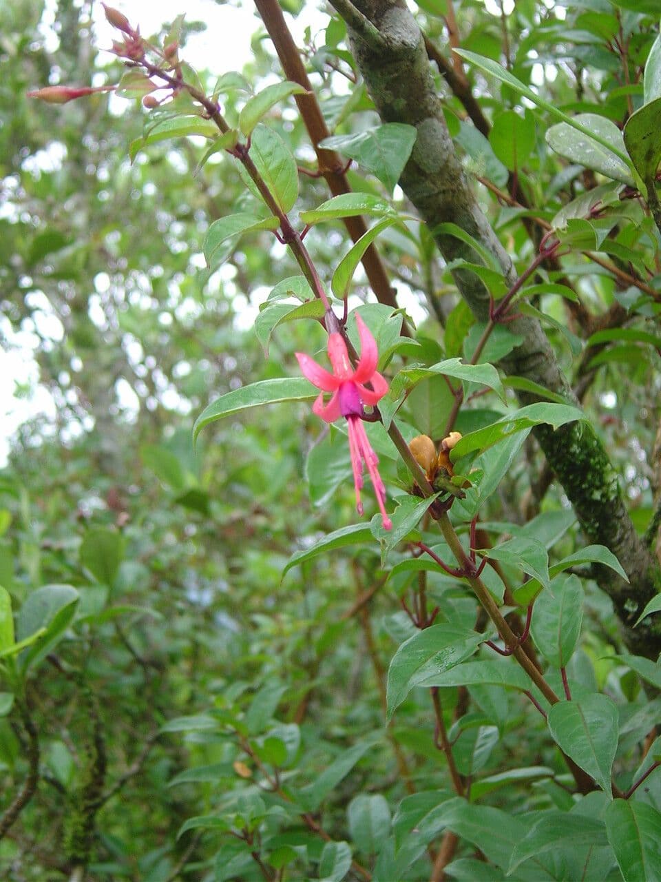 Fuchsia royal