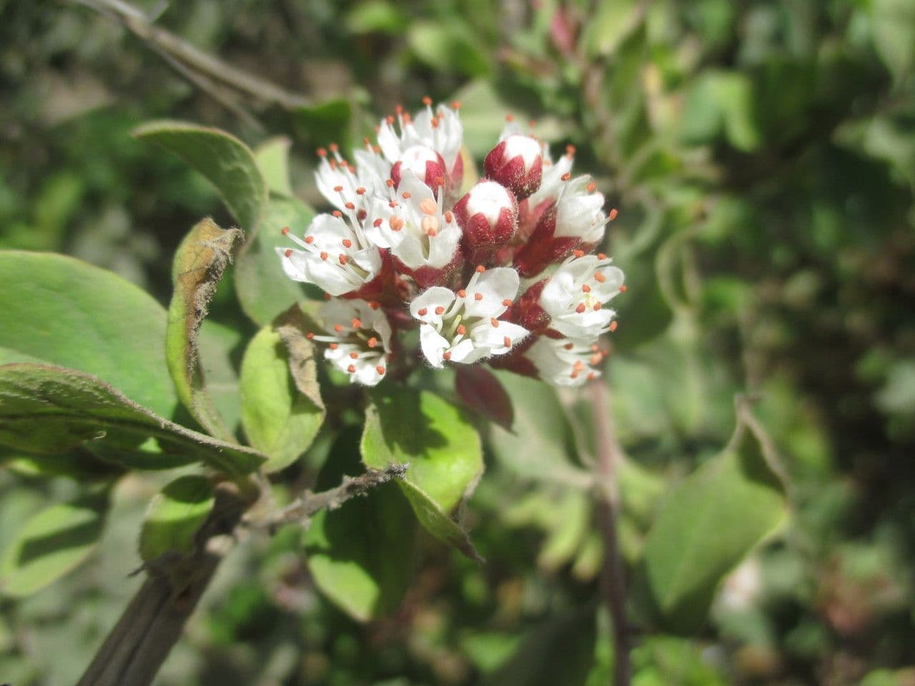 Combretum 6