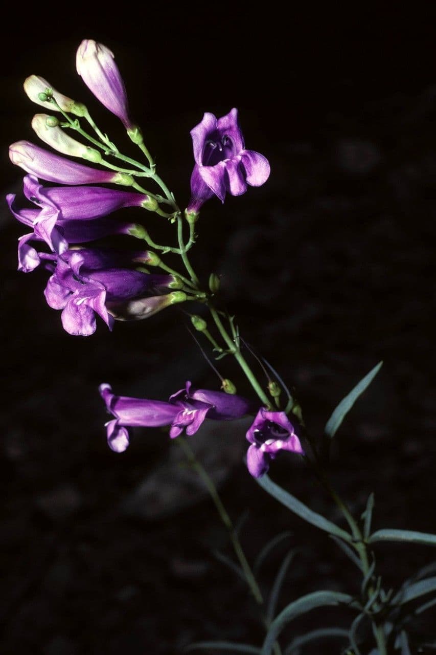 Penstemon 2