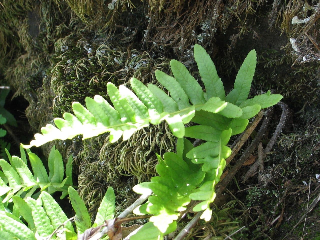 Polypodium californicum 7