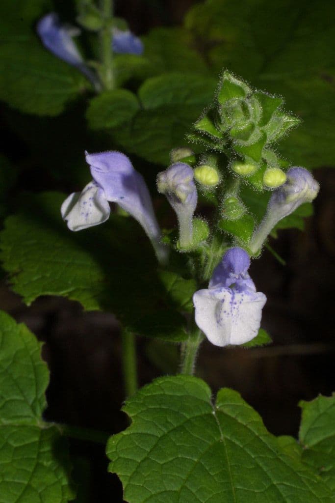 Scutellaria ovata 8