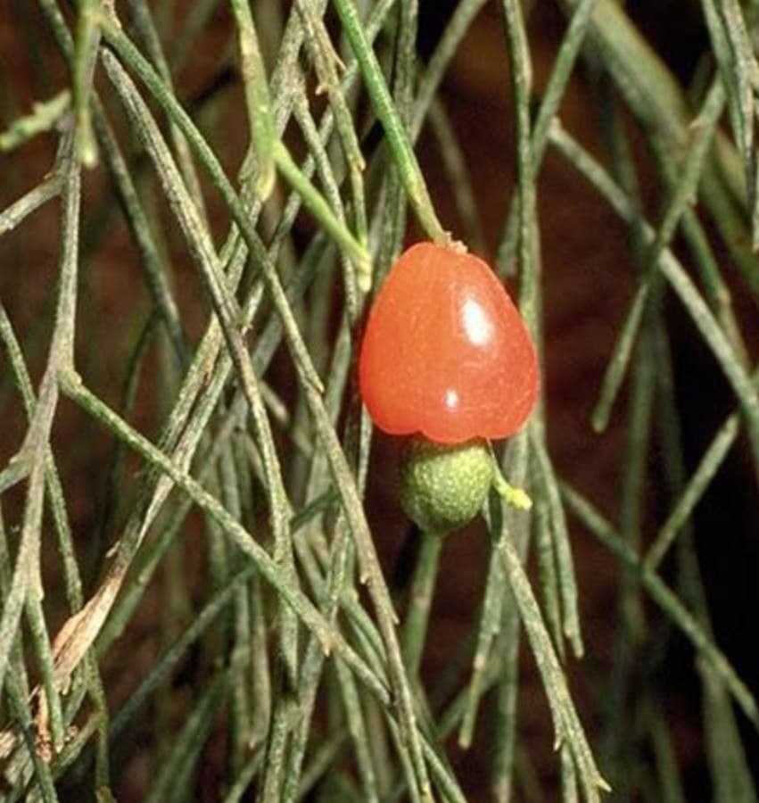Exocarpos