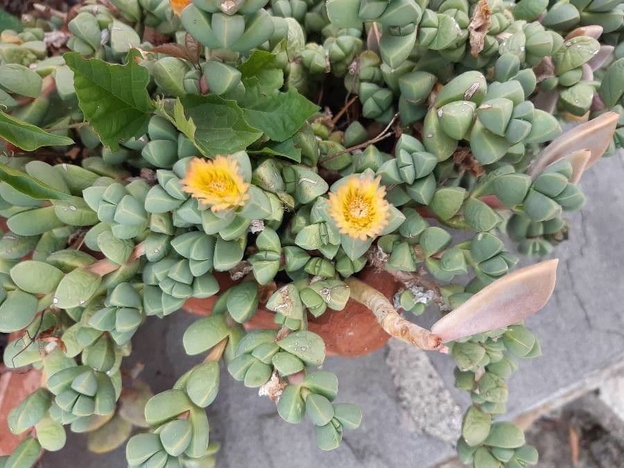 Corpuscularia 4