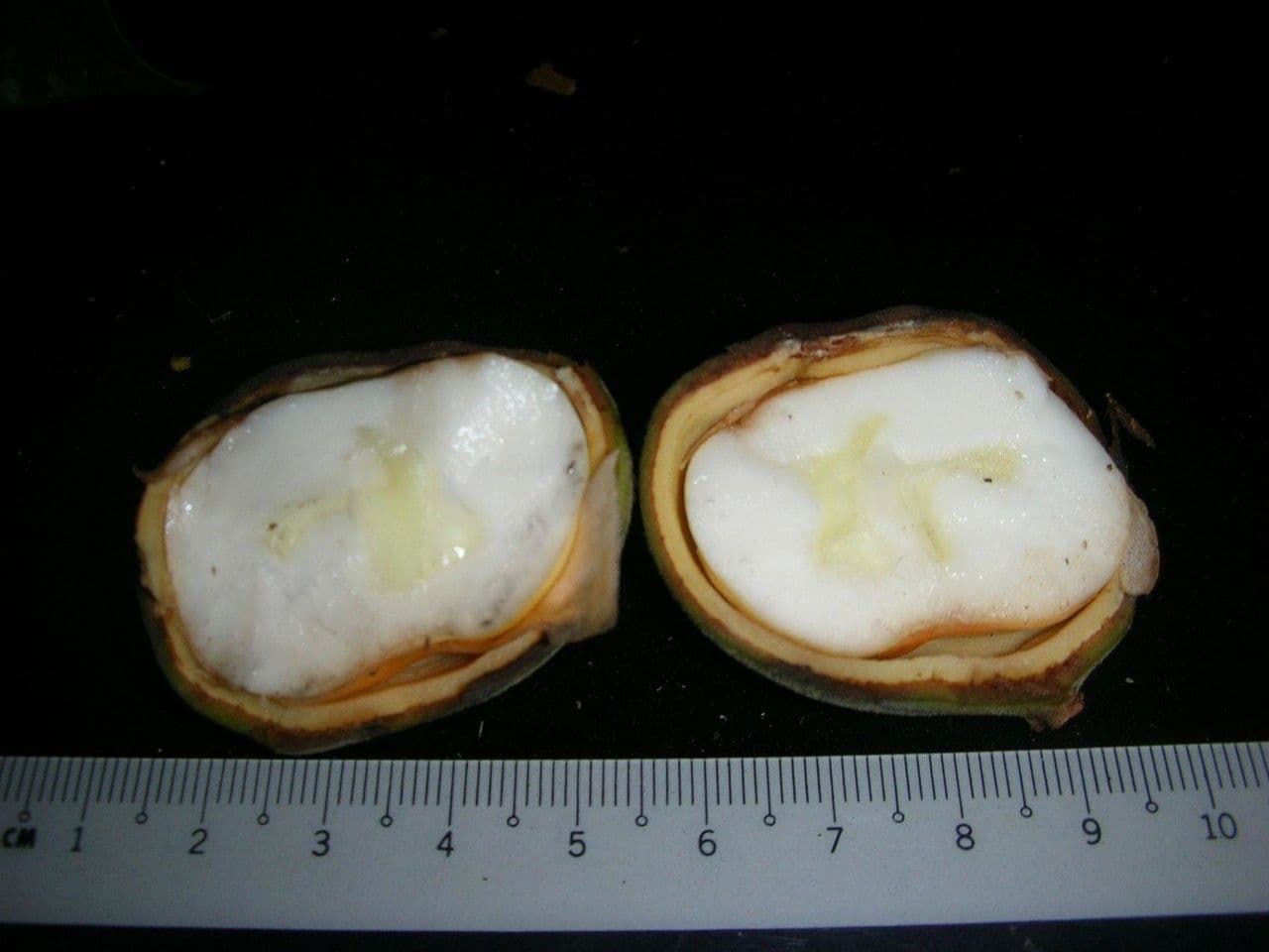 Leretia 12