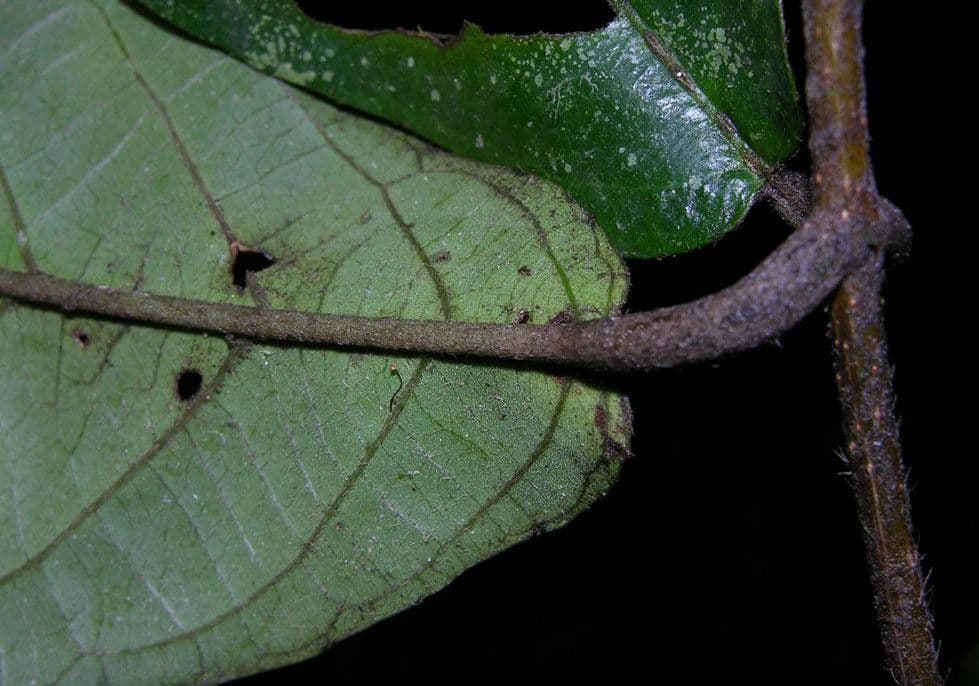 Hiraea 8