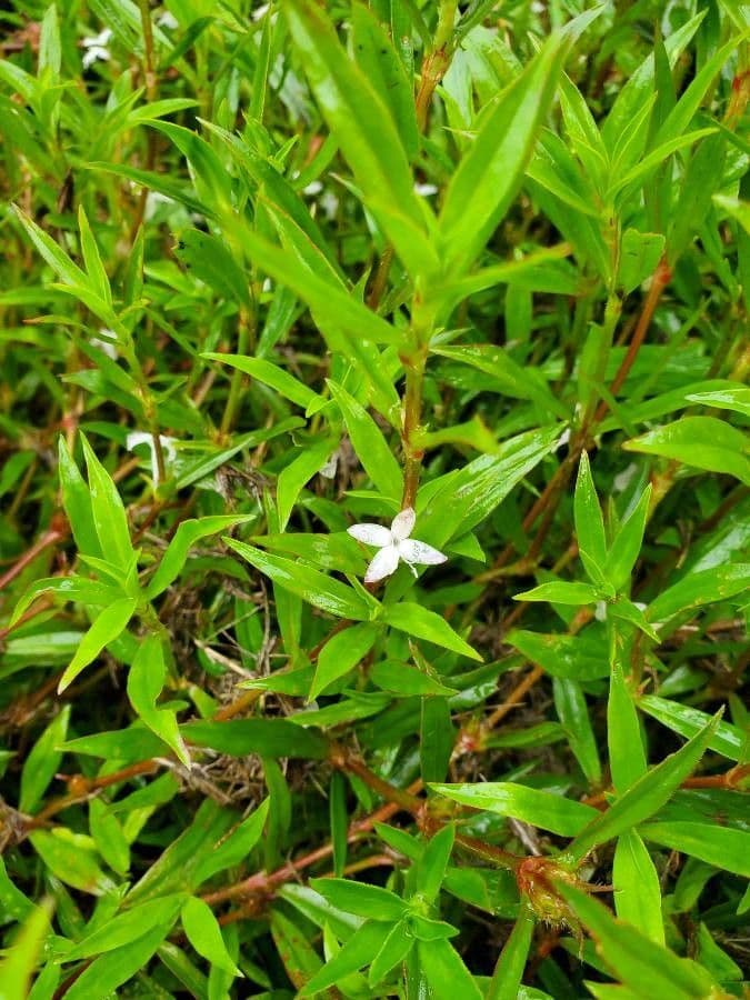 Diodia virginiana 6