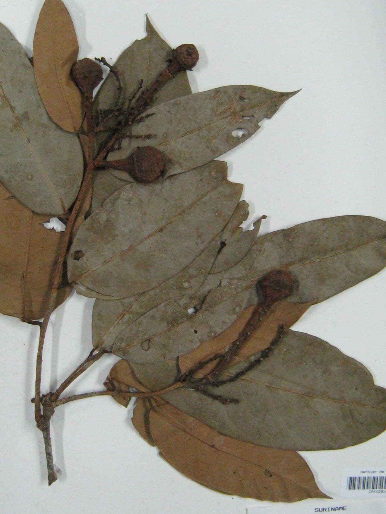 Eschweilera 3