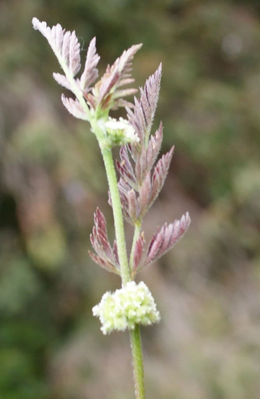 Lappola nodosa 29