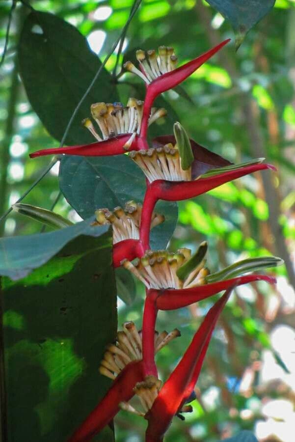 Heliconia 2