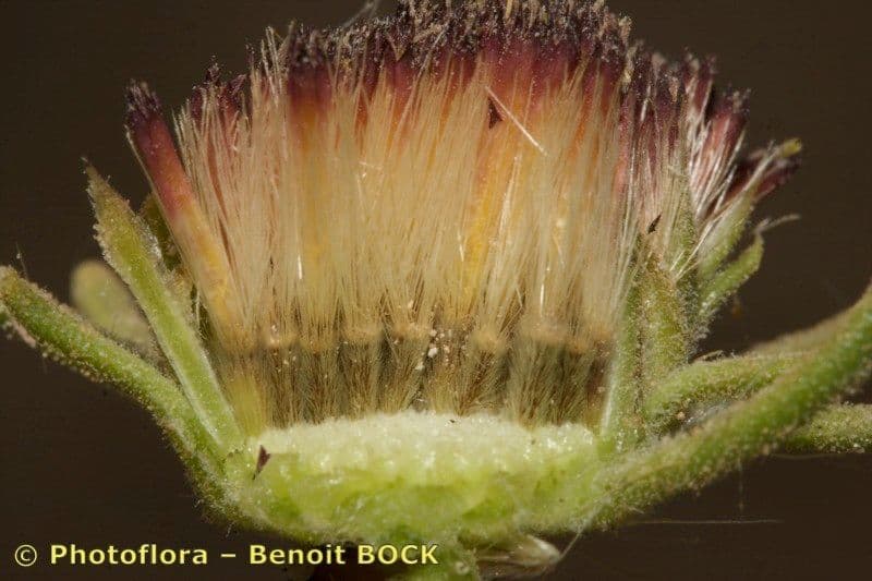 Perralderia 2