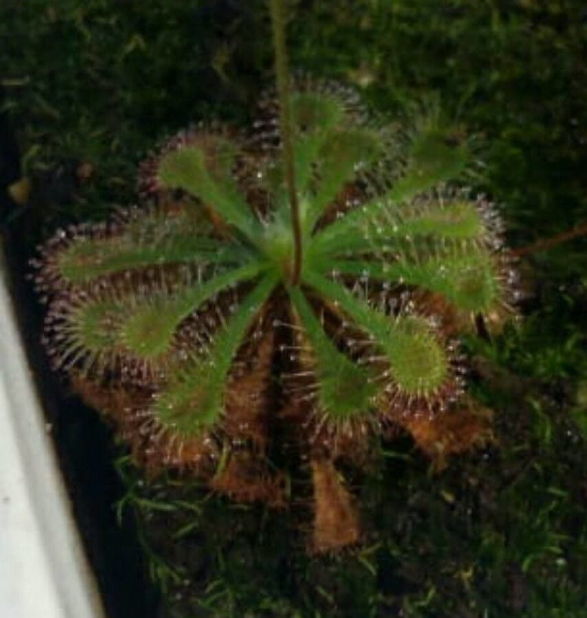 Drosera capillare 14