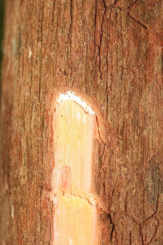 Pouteria guayanensis 14
