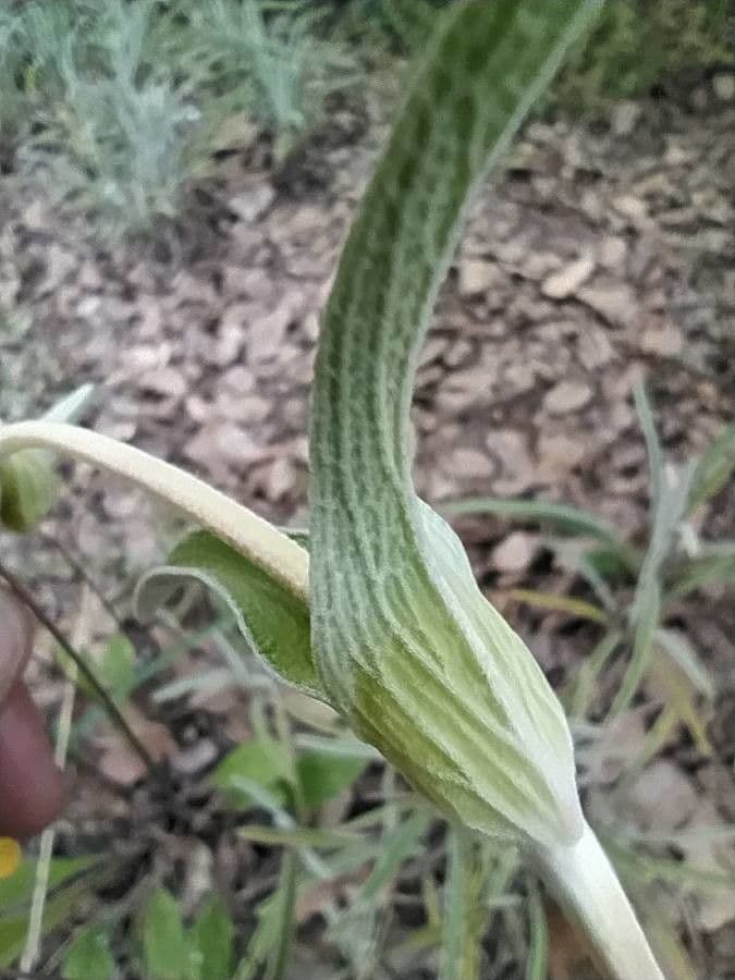 Mechera 18