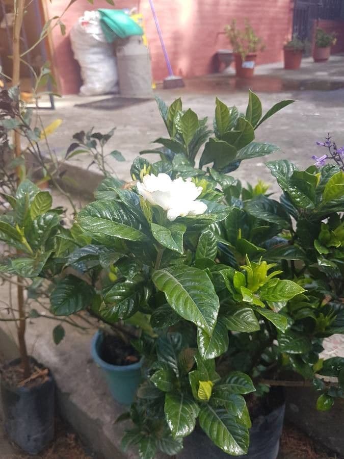 Gardenia tahitańska 15