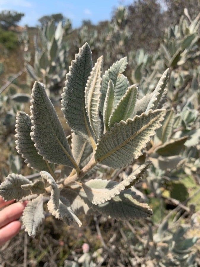 Yerba santa 14
