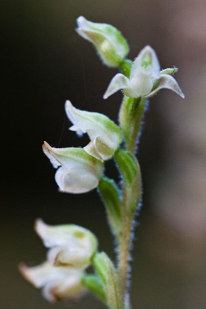 Goodyera oblongifolia 8