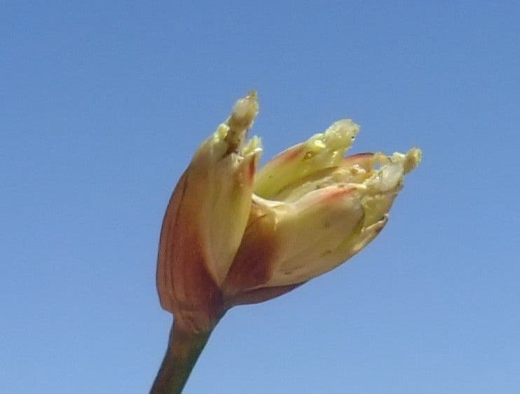 Jonc à trois fleurs 7