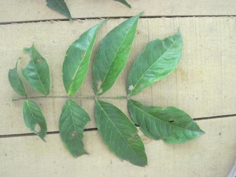 Inga 12