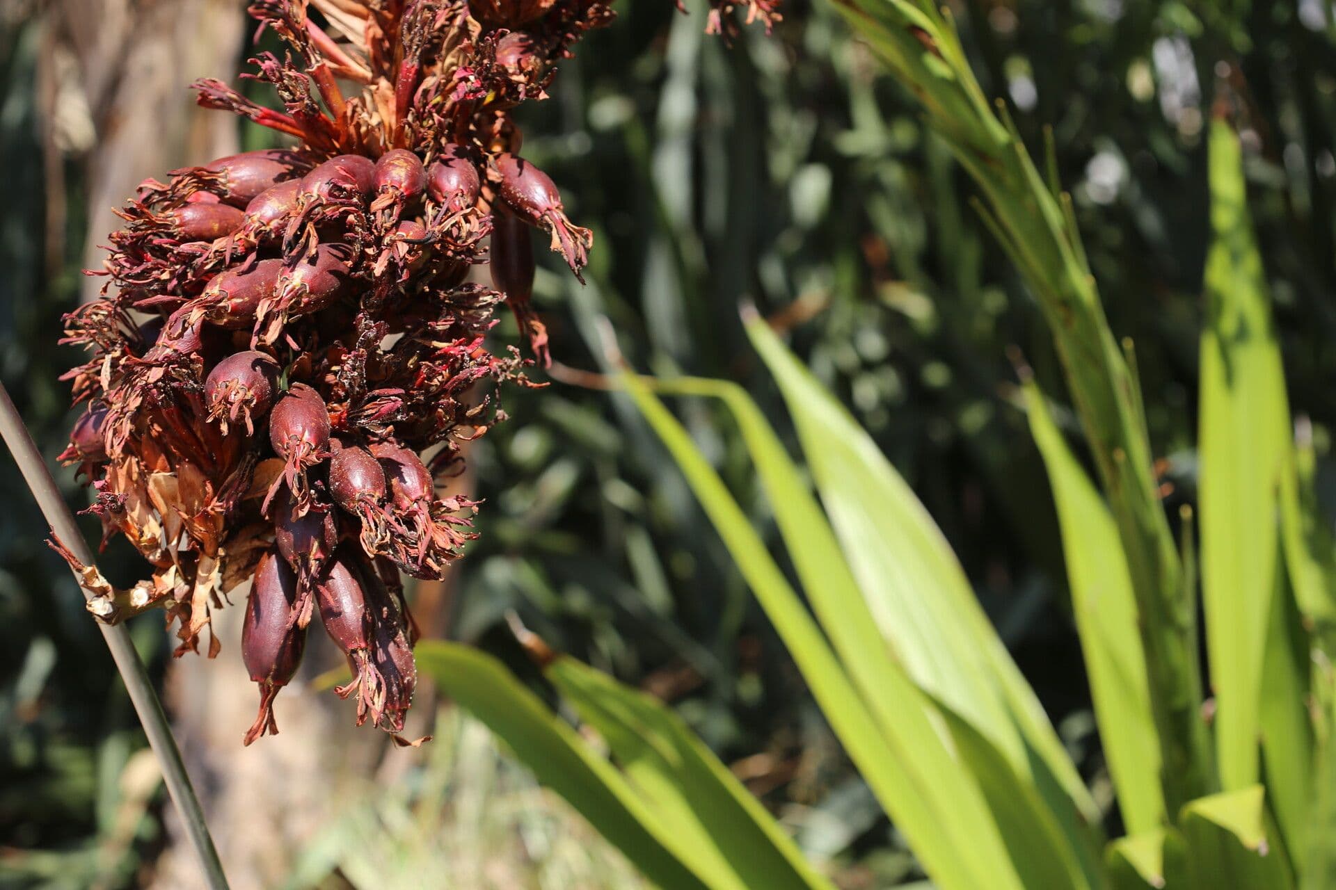 Doryanthes