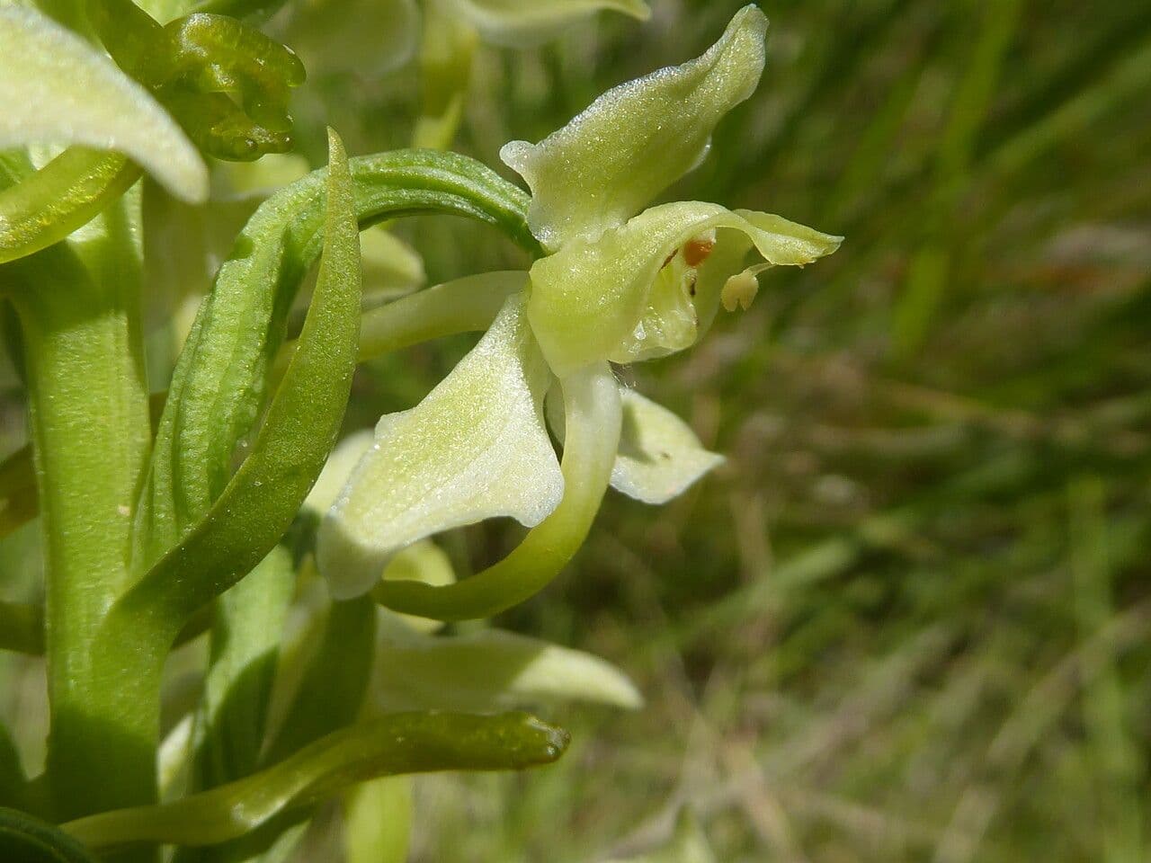Platanthera algerina 2