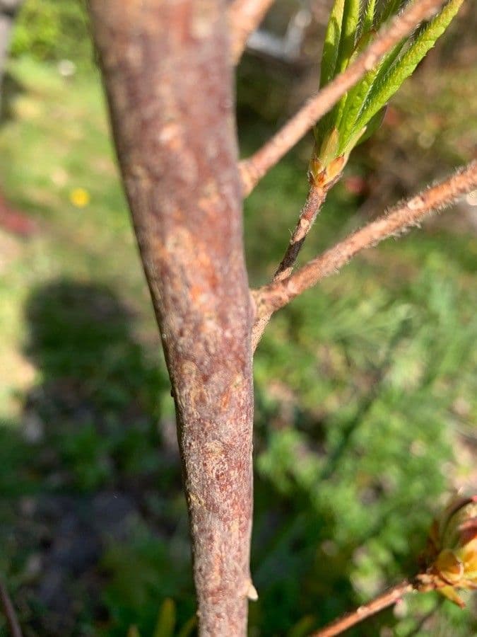Azalea precoce 17