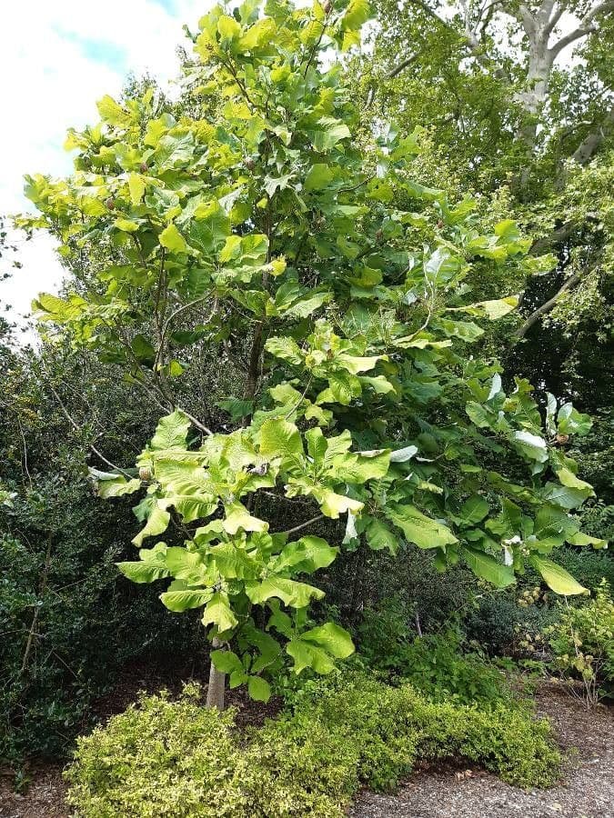 Magnolia à grandes feuilles 14