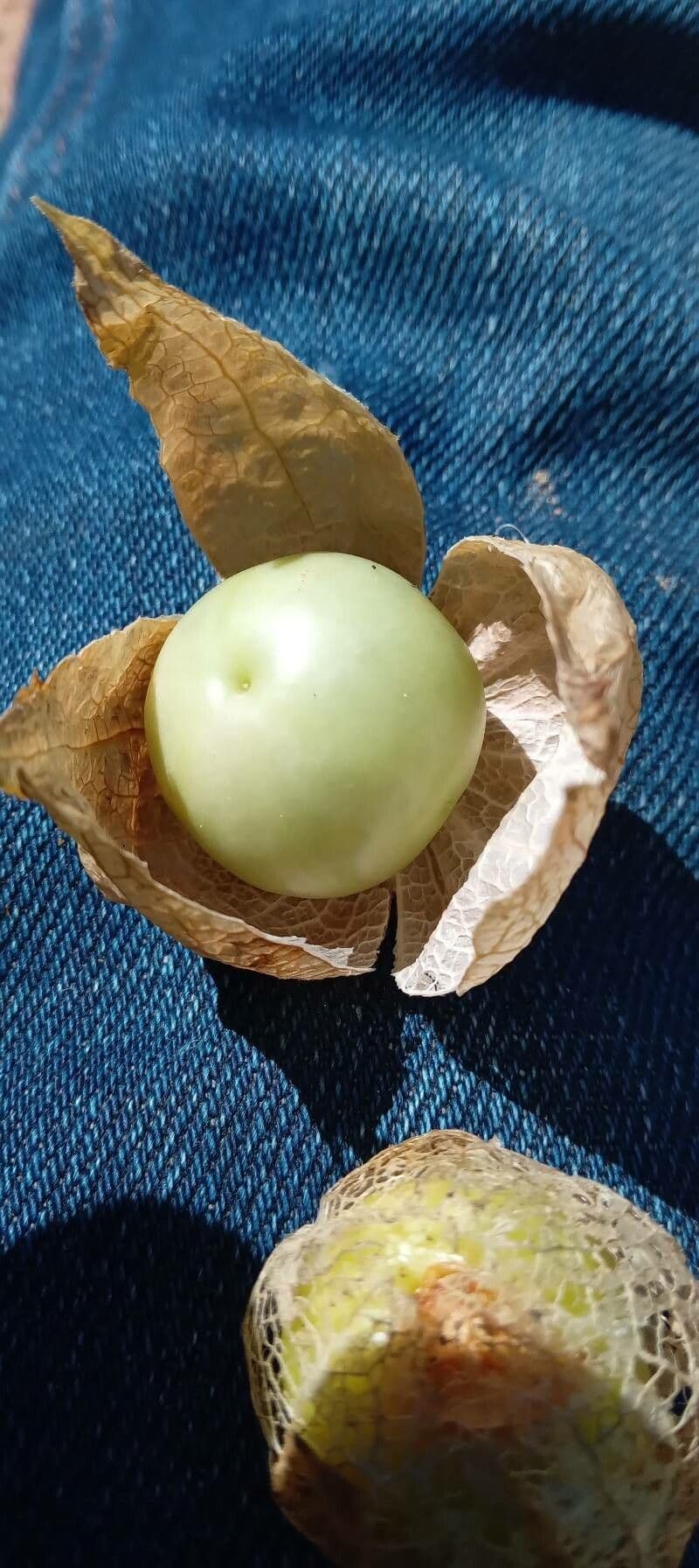 Tomatillo 3