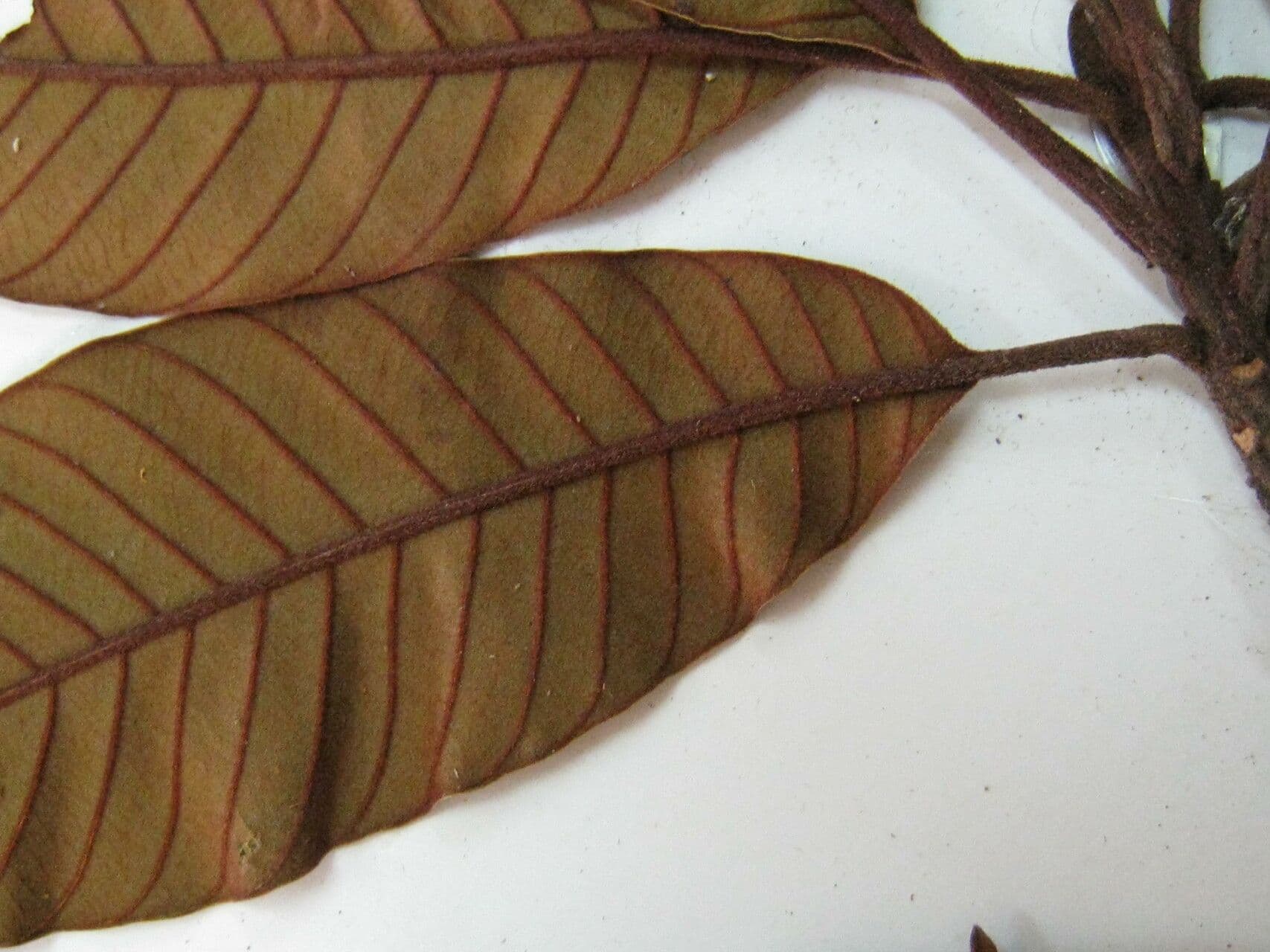 Chrysophyllum 2