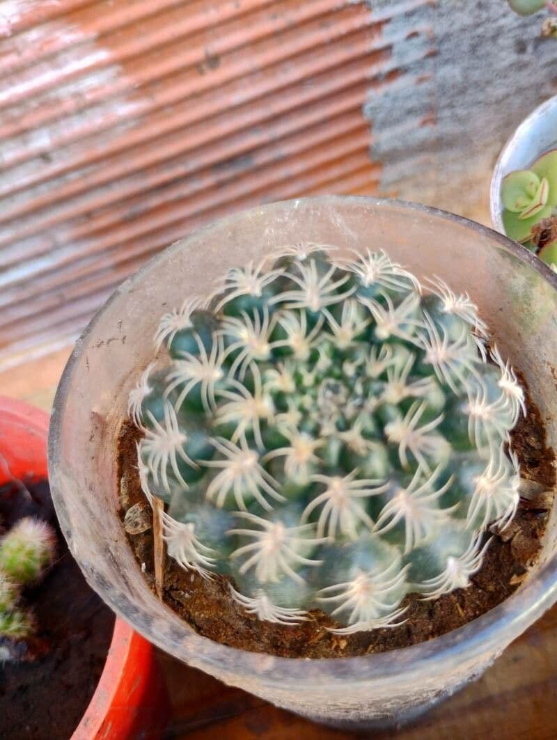 Gymnocalycium verde-rosso 2