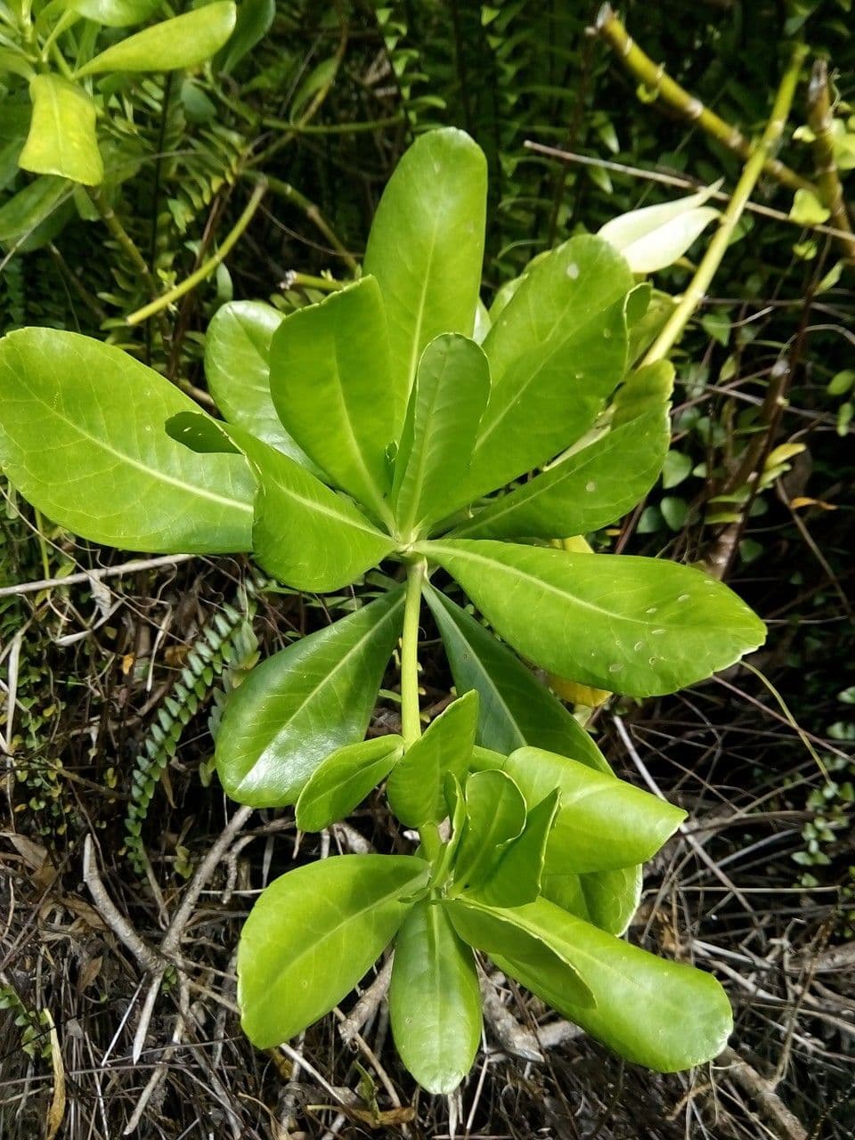 Scaevola taccada 30
