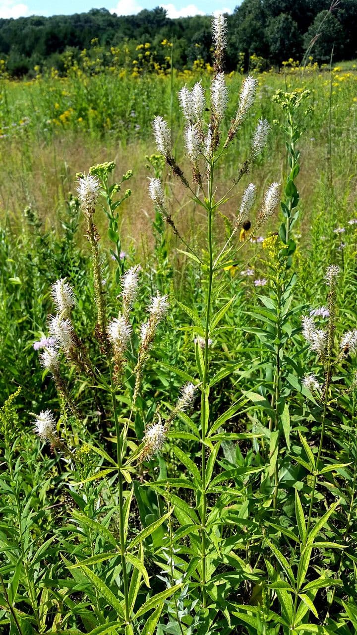 Veronica virginica 12