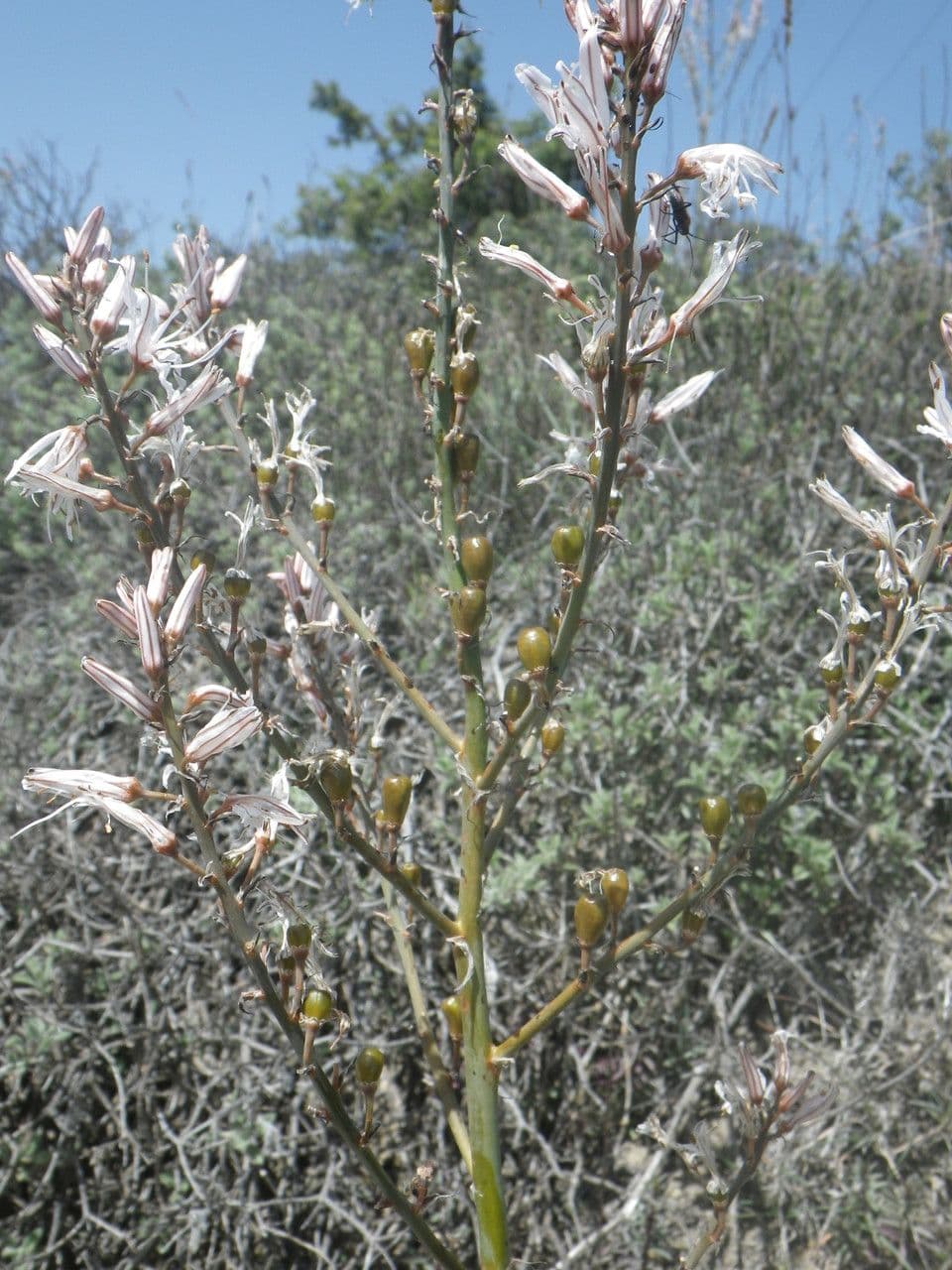 Asfodelo estivo 15