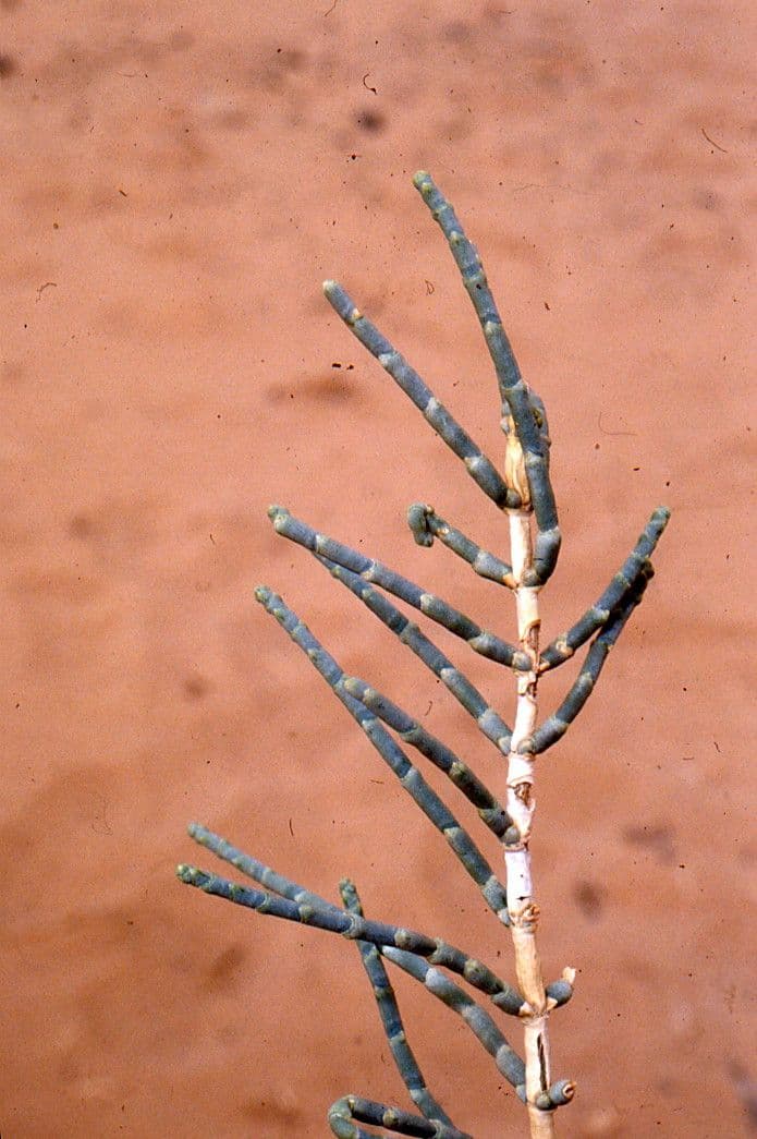 Anabasis articolata 14