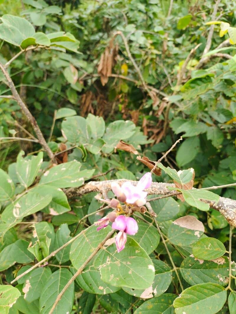 Lonchocarpus sericeus 2