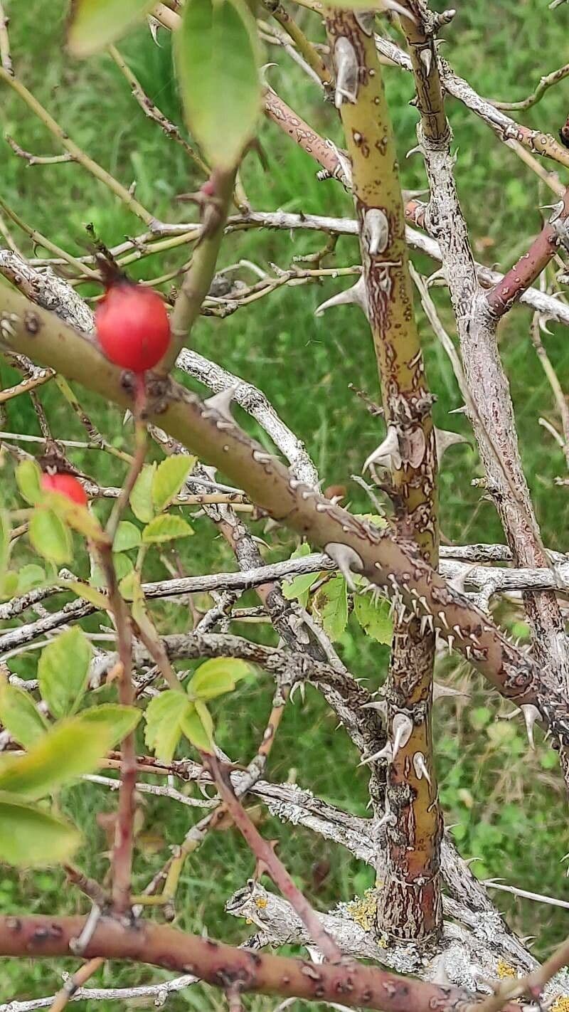 Rosa 6