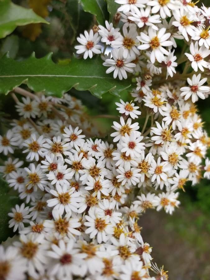 Olearia macrodonta 6