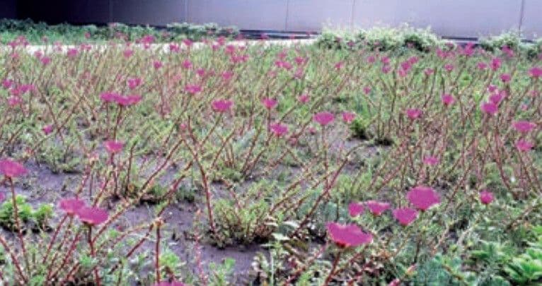 Cistanthe grandiflora 8