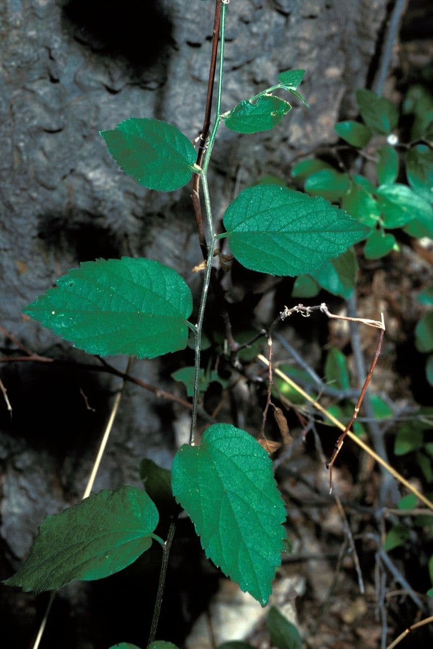 Aphananthe