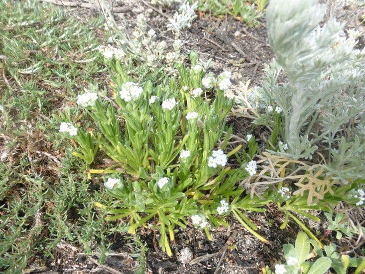 Cryptantha 6
