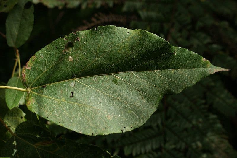 Dombeya 17