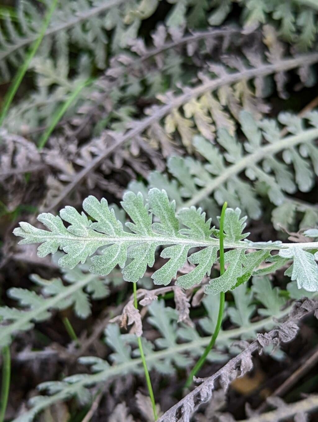 Achillea scutellata 12