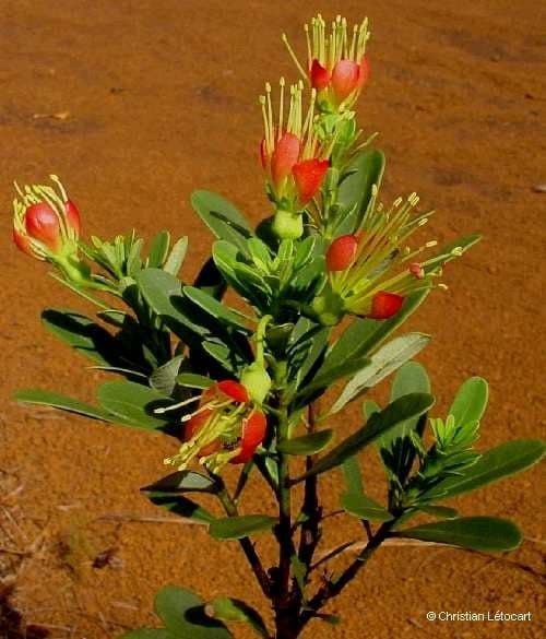 Xanthostemon 13