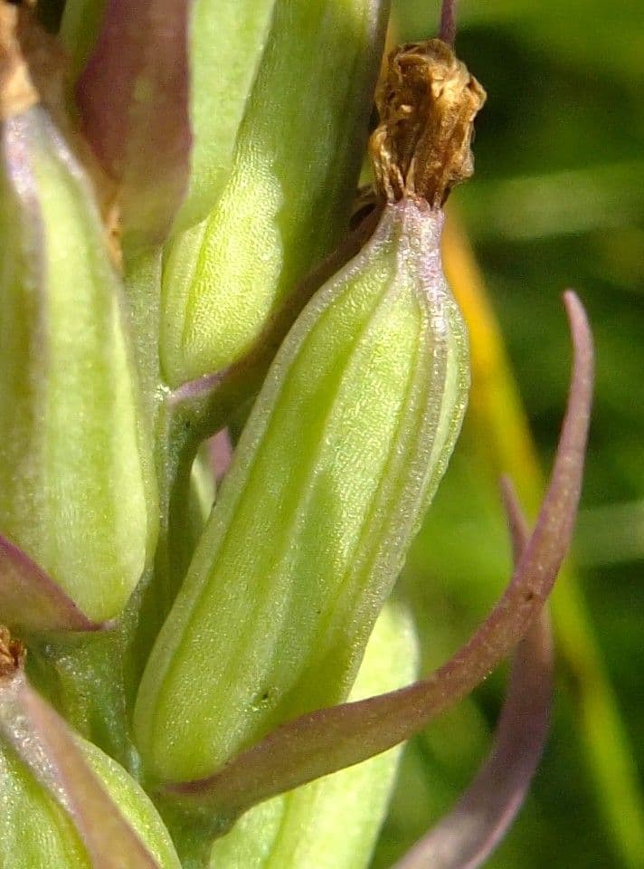 Orchidea macchiata 3