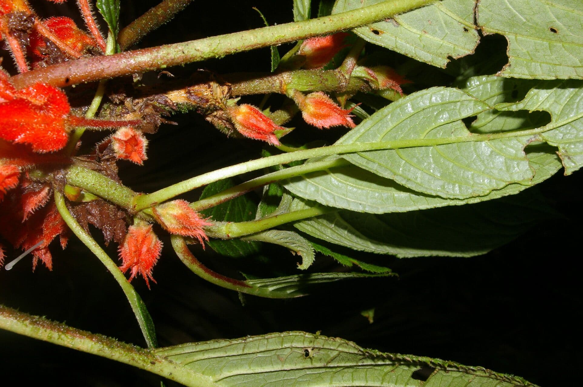 Glossoloma