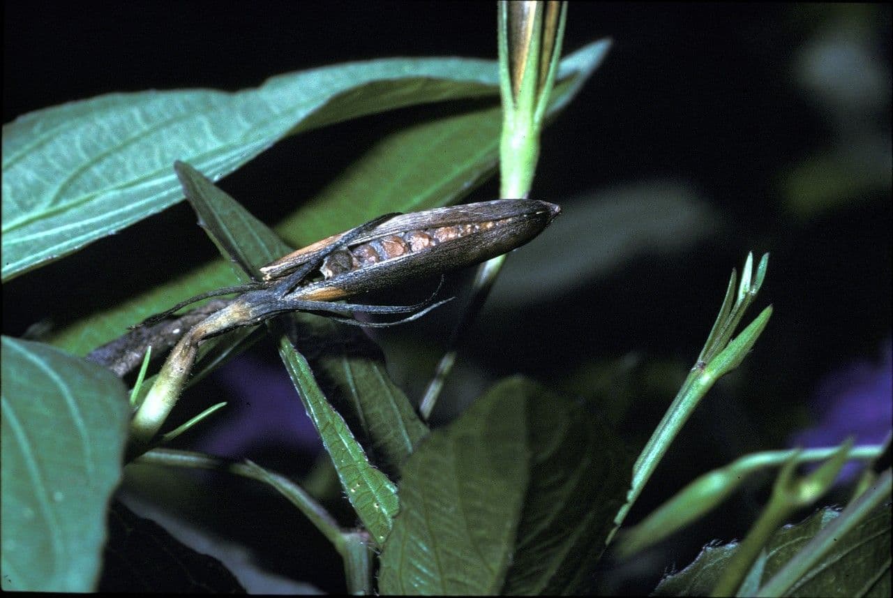 Ruellia simplex